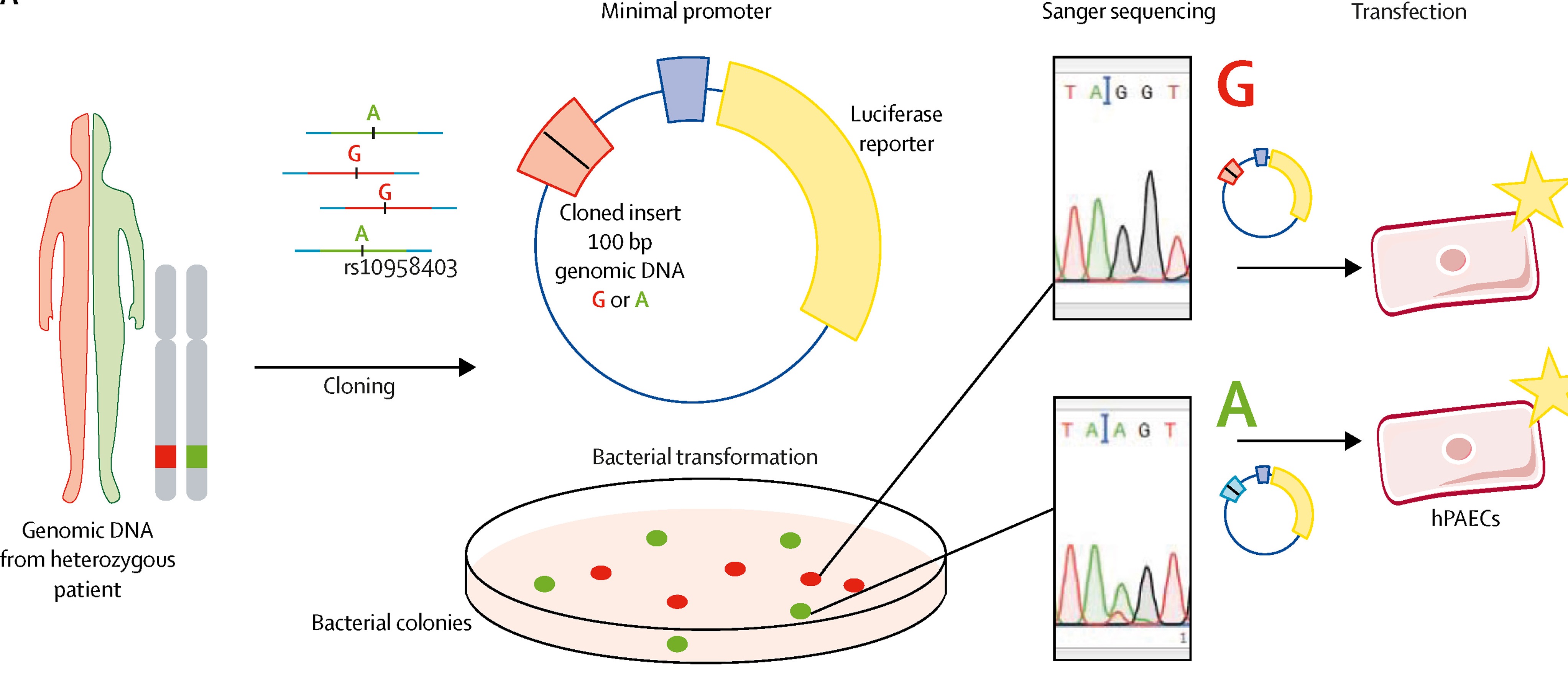 Illustration of process for haplotype-specific reporter construct derivation.