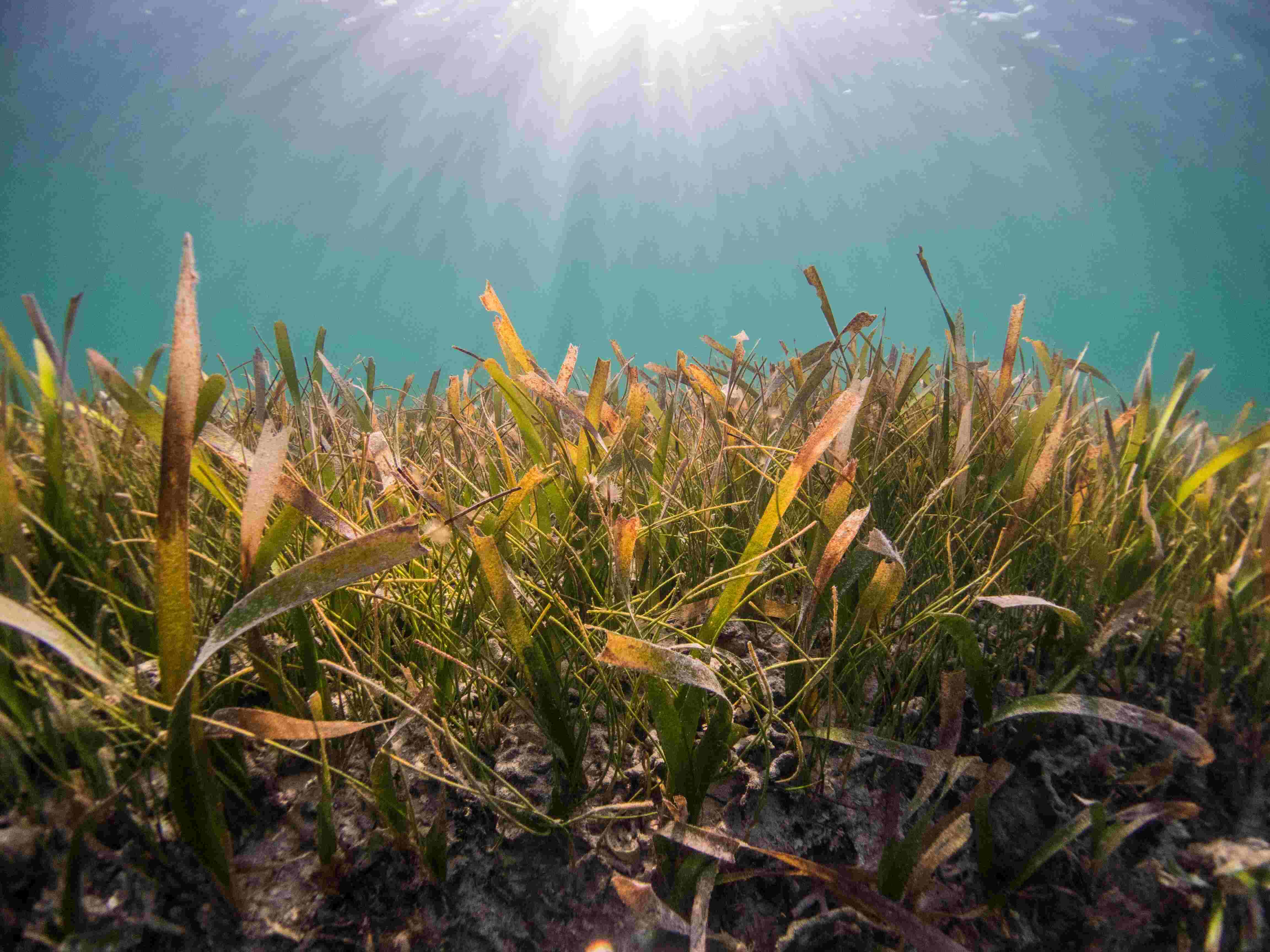 world seagrass day