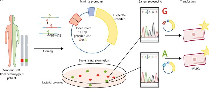 Illustration of process for haplotype-specific reporter construct derivation.