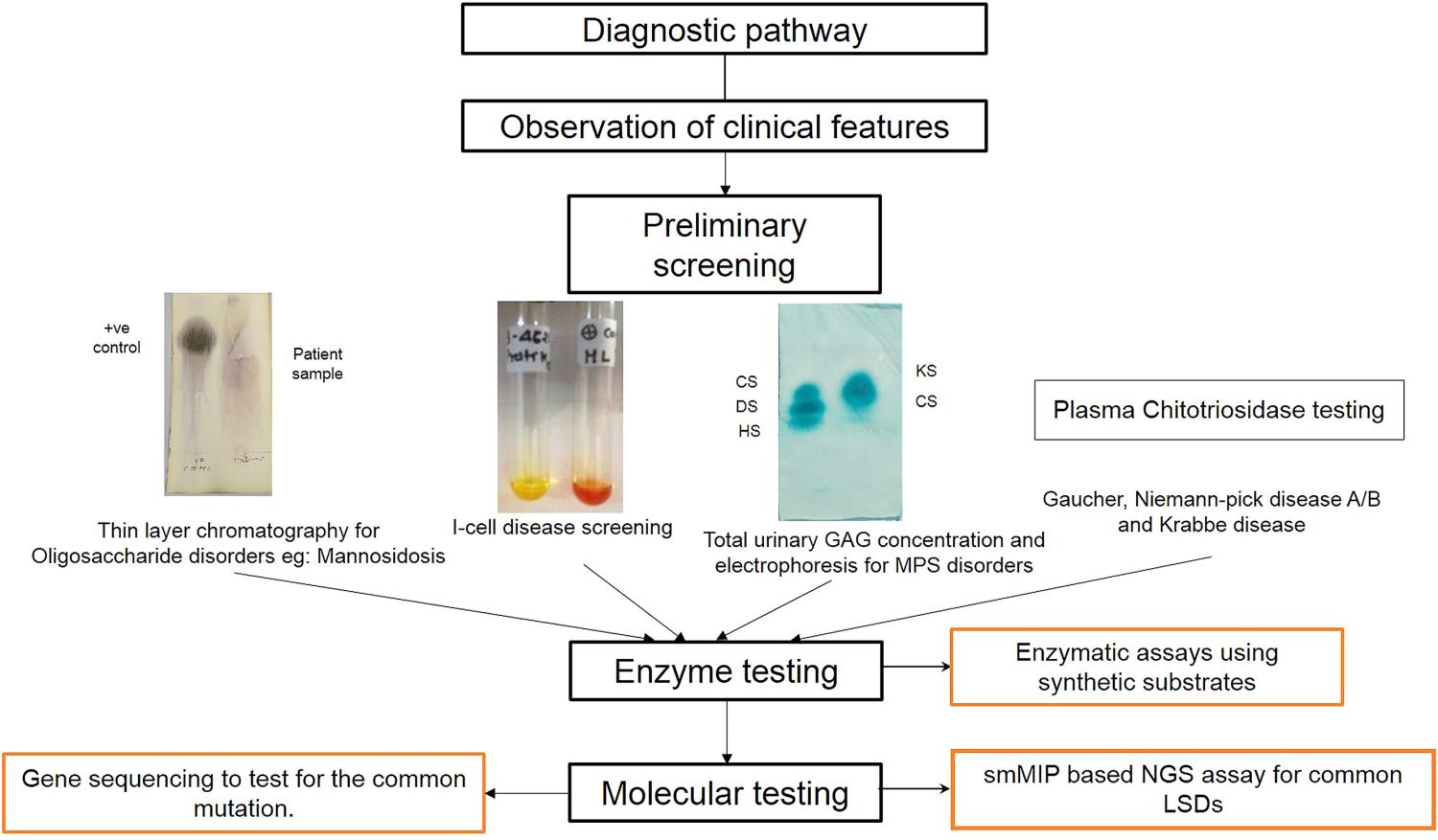 Shows the pathway from Diagnostic pathway through Preliminary screening to Enzyme and Molecular Testing