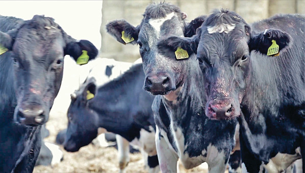 The farm finishes 3000 Holstein Friesian steers annually The farm finishes 3000 Holstein Friesian steers annually